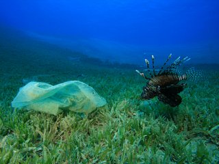 Waiting for Action on Plastic Bags